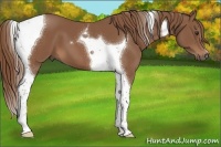 Horse Color:Chestnut Tobiano 