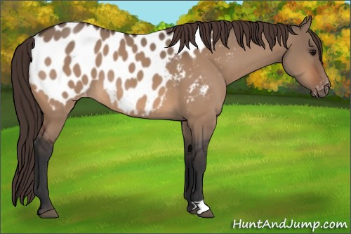 Horse Color:Bay Dun Appaloosa 