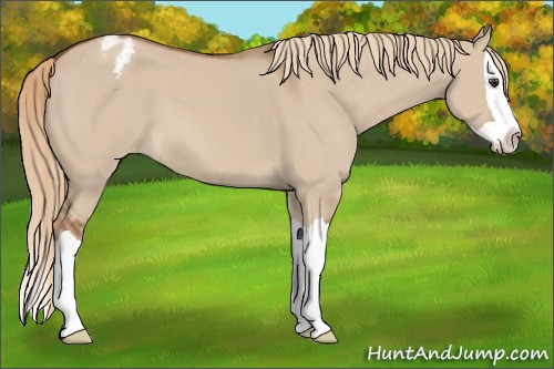 Horse Color:Red Dun Splash Appaloosa 
