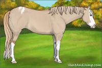 Horse Color:Red Dun Splash Appaloosa 