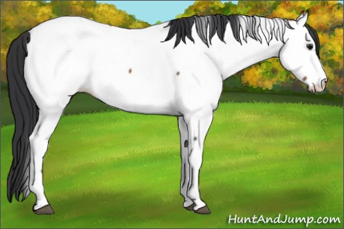 Horse Color:Bay Appaloosa 