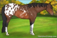Horse Color:Bay Appaloosa