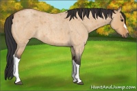 Horse Color:Bay Roan Dun