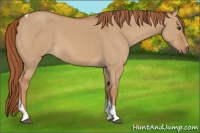 Horse Color:Red Dun Tobiano 