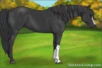 Horse Color:Black 