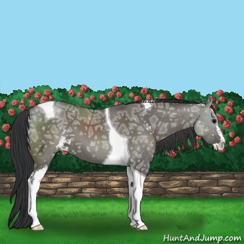 Horse Color:Grullo Ice Sabino Tobiano 