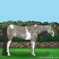 Horse Color:Grullo Ice Sabino Tobiano