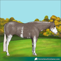 Horse Color:Silver Black Sabino 