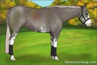 Horse Color:Silver Black Sabino 