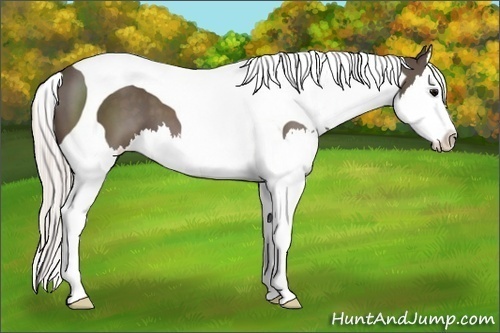 Horse Color:Silver Black Splash Tobiano