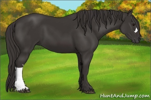 Horse Color:Smoky Black