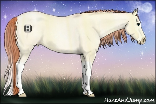 Horse Color:Classic Cream Champagne Pearl Dun Sabino Splash 