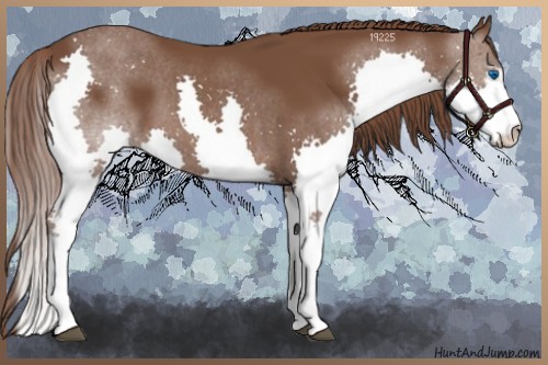 Horse Color:White Spotted Liver Chestnut Splash