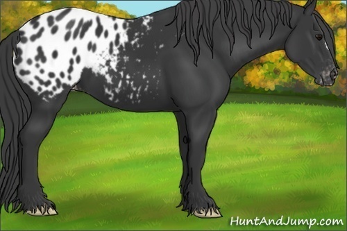 Horse Color:Black Appaloosa 