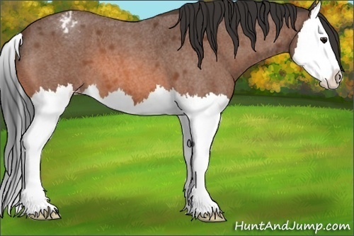 Horse Color:Bay Roan Splash Appaloosa
