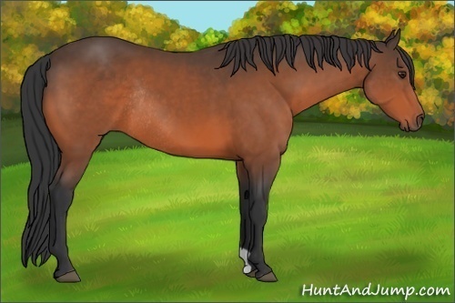Horse Color:Brown Rabicano 
