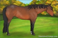 Horse Color:Brown Rabicano 