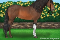 Horse Color:Bay Appaloosa 