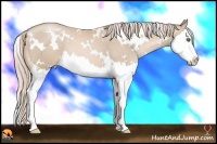 Horse Color:White Spotted Palomino Pearl Splash