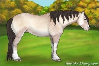 Horse Color:Amber Champagne Ice Onyx Sabino 