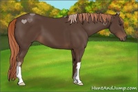 Horse Color:Liver Chestnut 