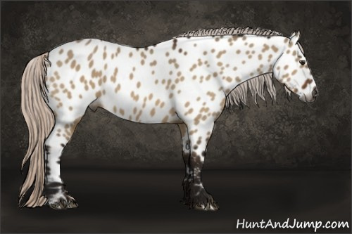 Horse Color:Gray Silver Bay Dun Appaloosa