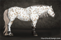 Horse Color:Gray Silver Bay Dun Appaloosa