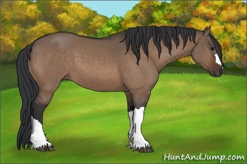 Horse Color:Bay Dun 