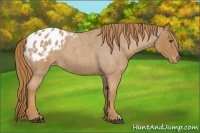 Horse Color:Red Roan Appaloosa 