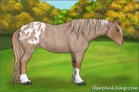 Horse Color:Red Roan Tobiano Appaloosa 