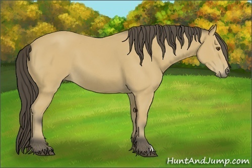 Horse Color:Buckskin