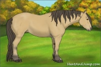 Horse Color:Buckskin 