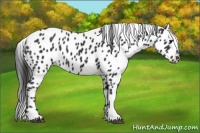 Horse Color:Black Appaloosa 