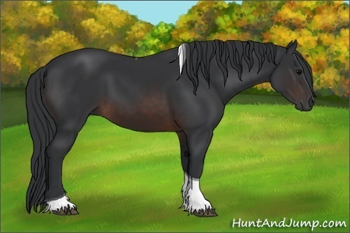 Horse Color:Brown Tobiano