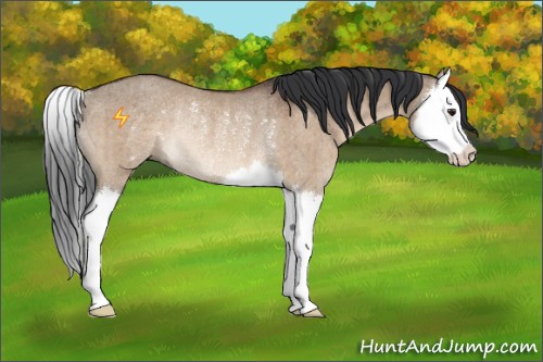 Horse Color:Brown Dun Splash Rabicano Brindle 