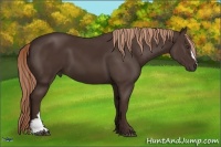 Horse Color:Liver Chestnut 