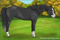 Horse Color:Black Splash
