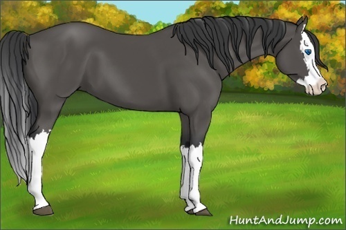 Horse Color:Black Splash