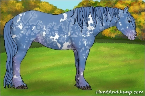 Horse Color:Watercolor White Spotted Liver Chestnut Ice Appaloosa Rabicano 