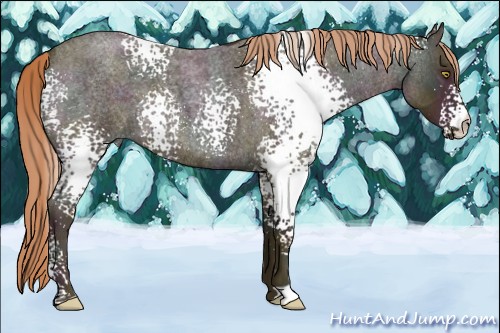 Horse Color:White Spotted Midnight Gold Champagne Ice Roan