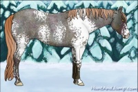 Horse Color:White Spotted Midnight Gold Champagne Ice Roan 