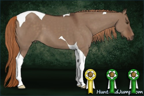 Horse Color:Liver Red Dun Tobiano 