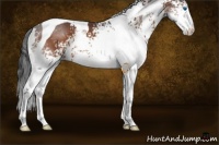 Horse Color:White Spotted Bay Splash Tobiano 
