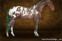 Horse Color:Painted Liver Chestnut Sabino Tobiano Appaloosa 