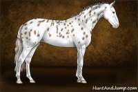 Horse Color:Chocolate Palomino Sabino Splash Appaloosa 