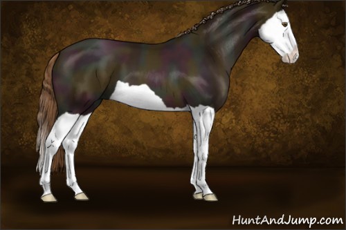 Horse Color:Midnight Liver Chestnut Pearl Splash 