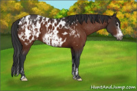 Horse Color:Bay Sabino Appaloosa and Bay Sabino Frame Appaloosa
