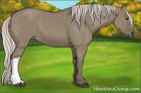 Horse Color:Silver Grullo 