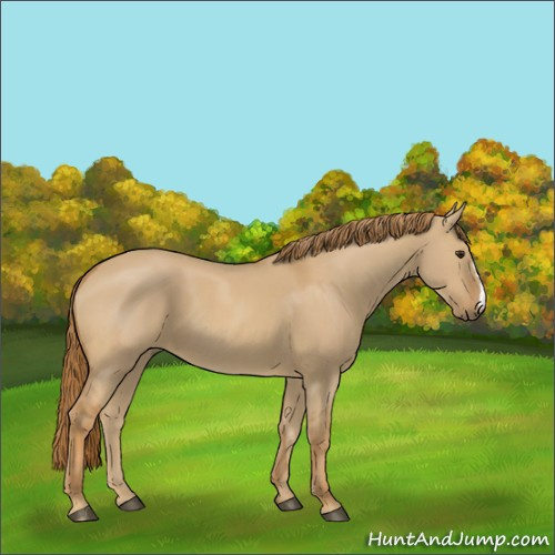 Horse Color:Red Dun 