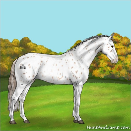 Horse Color:Liver Chestnut Pearl Appaloosa Rabicano 